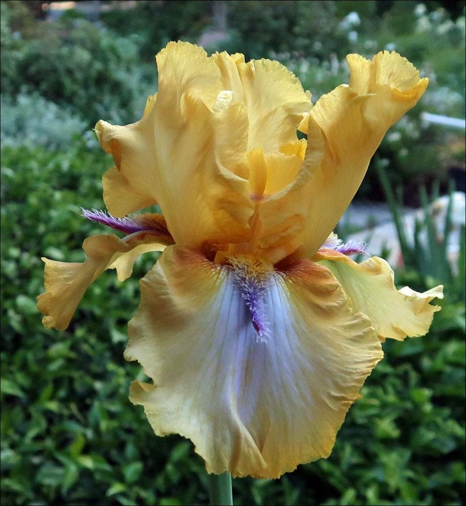 Photo of Tall Bearded Iris (Iris 'Triple Whammy') uploaded by Polymerous