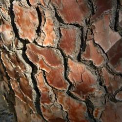 Location: Eddy Arboretum, Institute of Forest Genetics, Placerville CA
Date: 2015-06-25
Maritime Pine shiny smooth colorful plated bark, 2015 June 25, Ed