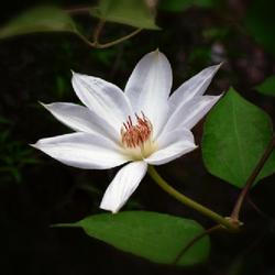 Location: Botanical Gardens of the State of Georgia...Athens, Ga
Date: 2022-04-21
White Clematis 008a