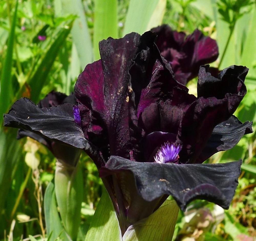 Photo of Standard Dwarf Bearded Iris (Iris 'Frankenberry') uploaded by janwax