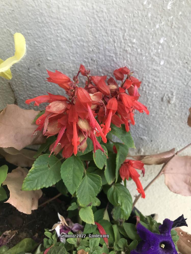 Photo of Scarlet Sage (Salvia splendens) uploaded by sedumzz