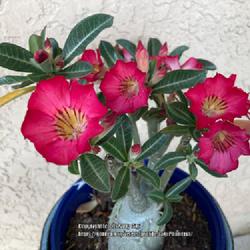 Location: Tampa, Florida
Date: 2022-04-23
My clearance rescue desert rose, seed grown.