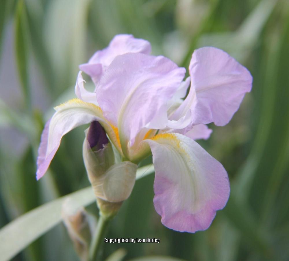 Photo of Tall Bearded Iris (Iris 'Graziella') uploaded by Ivan_N_Tx