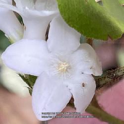 Location: Southern Maine
Date: 2022-04-24
Closeup of a Mayflower bloom in Southern Maine.
