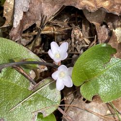 Location: Southern Maine 
Date: 2022-04-24
Epigaea repens L. var. glabrifolia.  Mayflowers are now in bloom 