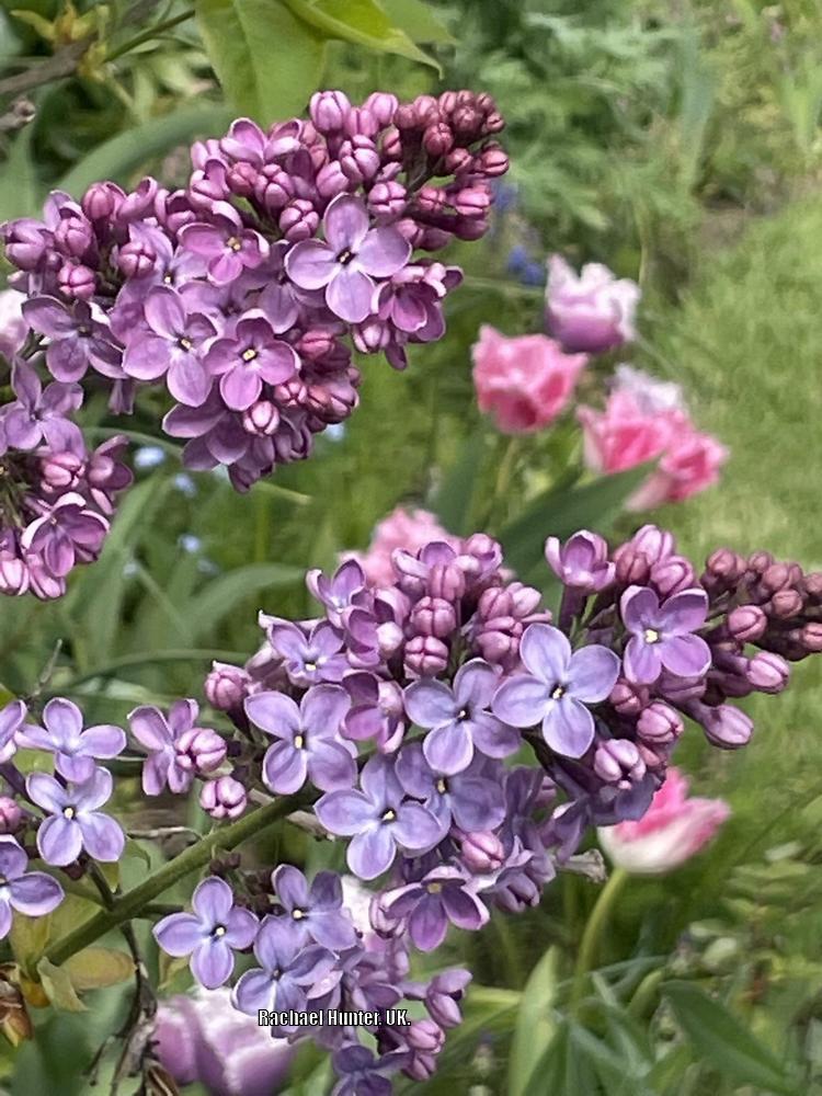 Photo of Common Lilac (Syringa vulgaris) uploaded by RachaelHunter