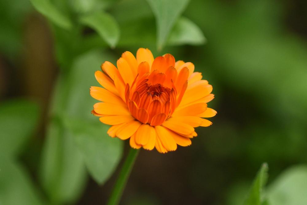 Photo of Marigold (Tagetes) uploaded by cliftoncat