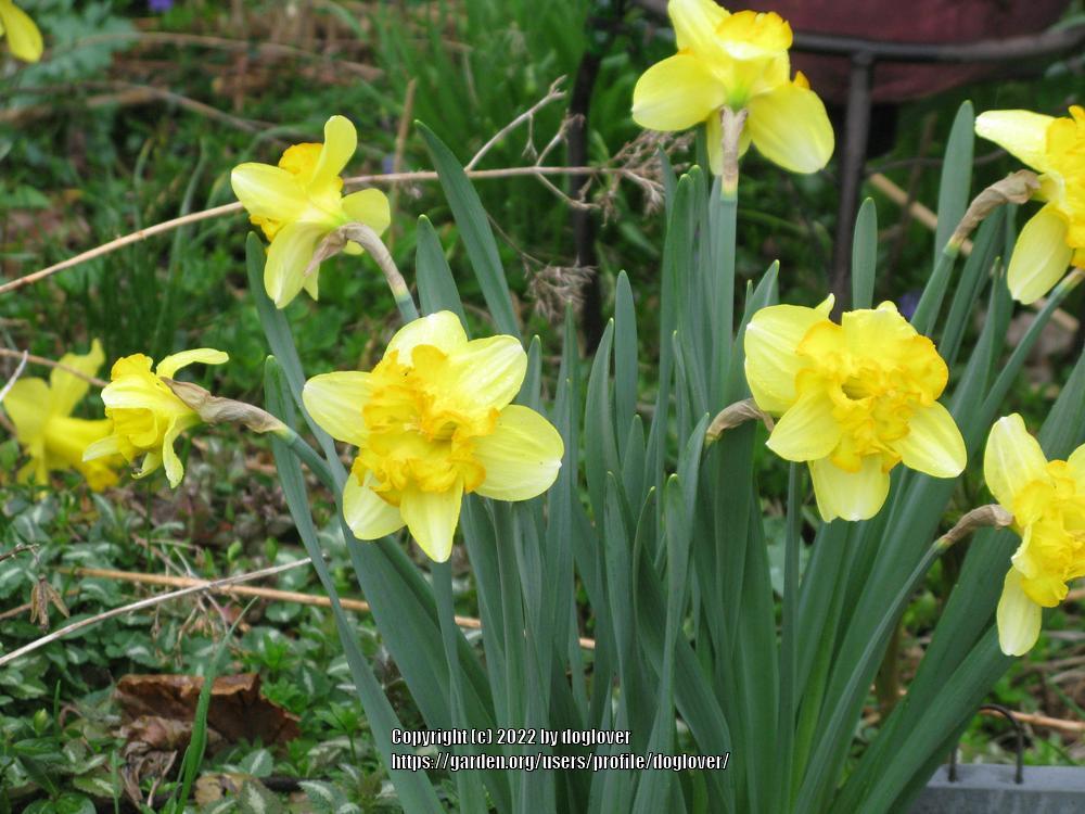 Photo of Split Cupped Collar Daffodil (Narcissus 'Blazing Starlet') uploaded by doglover
