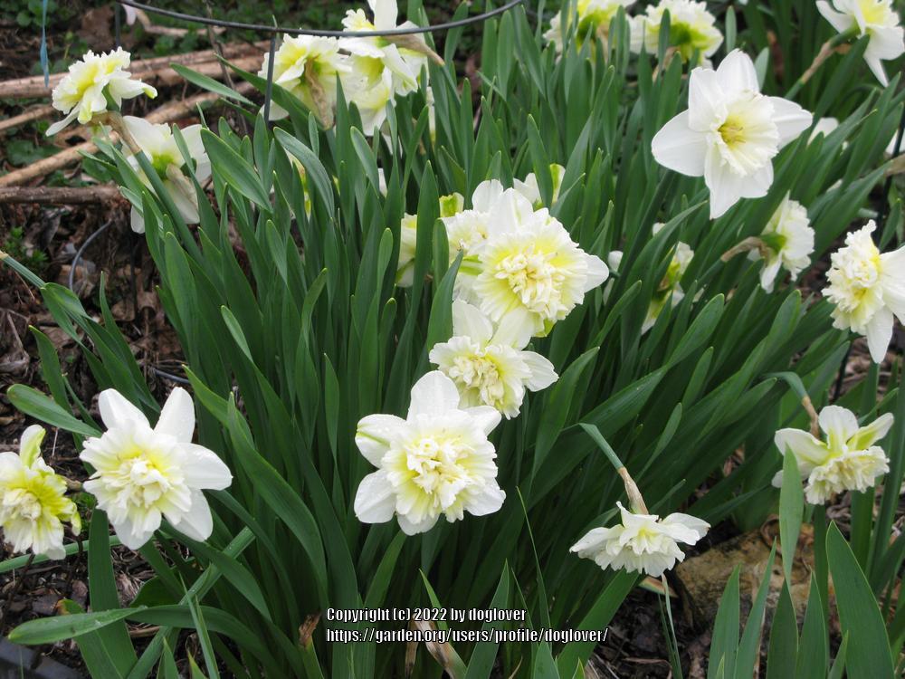 Photo of Double Daffodil (Narcissus 'Ice King') uploaded by doglover