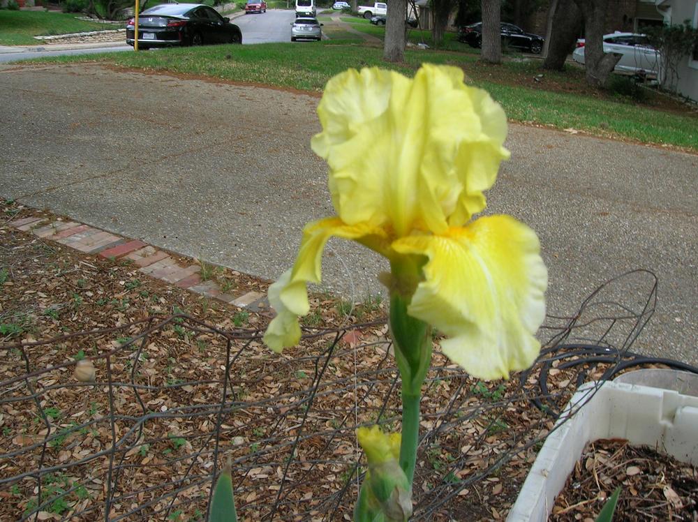 Photo of Tall Bearded Iris (Iris 'Pleasant Peasant') uploaded by glendolyn