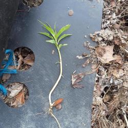 Location: Millersville MD
Date: 2022-04-21
Seedling from compost, from the many peaches that rot and fall in