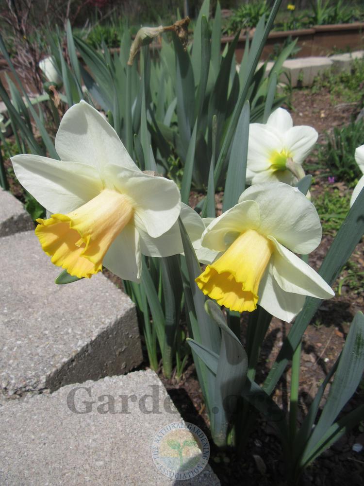 Photo of Large-cupped Daffodil (Narcissus 'Salome') uploaded by Frillylily