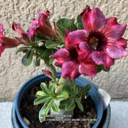 Location: Tampa, Florida
Date: 2022-04-24
My grafted desert rose, also sold as ‘Sakda Purple’.