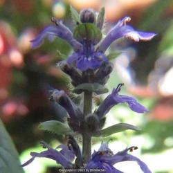 Location: Southern Pines, NC (Boyd House garden)
Date: April 5, 2022
Bugleweed #134; RAB page 898, 164-2-1. AG page 406, 82-4-1. LHB p