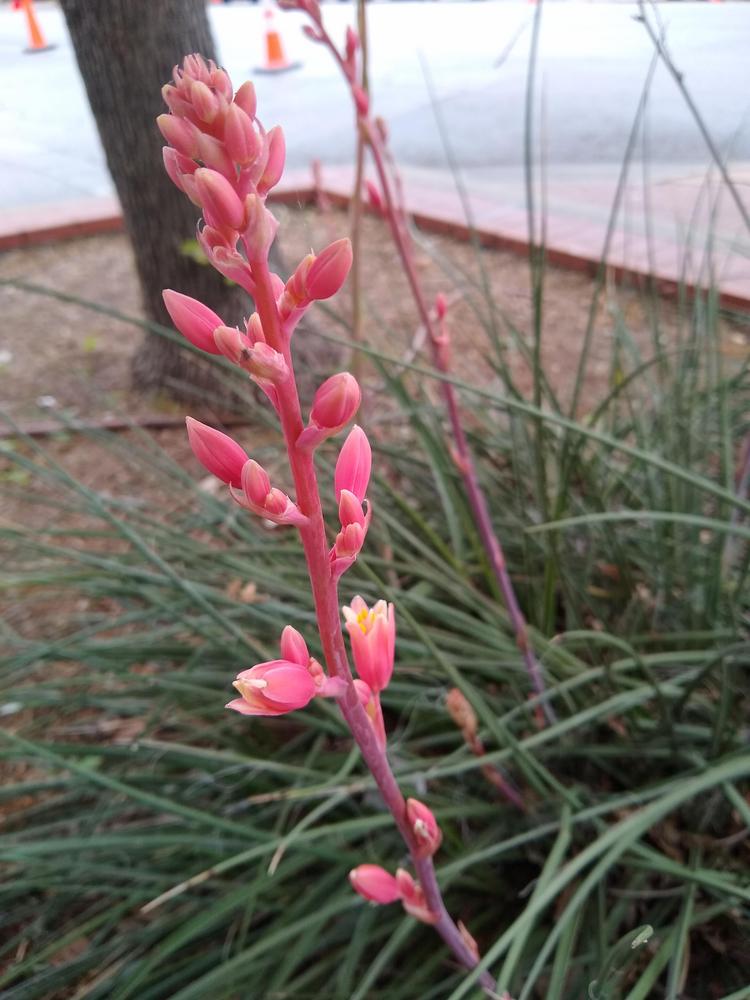 Photo of Red Yucca (Hesperaloe parviflora) uploaded by christinereid54