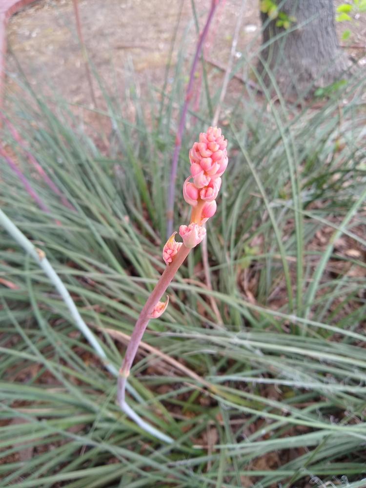 Photo of Red Yucca (Hesperaloe parviflora) uploaded by christinereid54