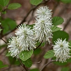Location: Botanical Gardens of the State of Georgia...Athens, Ga
Date: 2022-04-21
Fothergilla Mount Airy 005