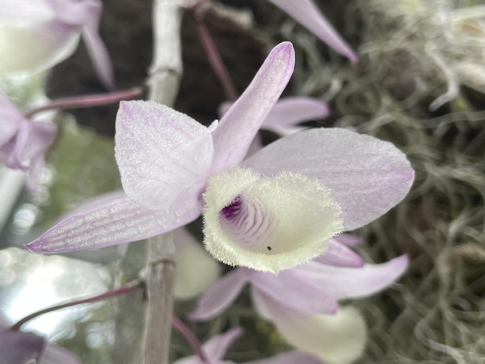 Photo of Orchid (Dendrobium aphyllum) uploaded by dyzzypyxxy