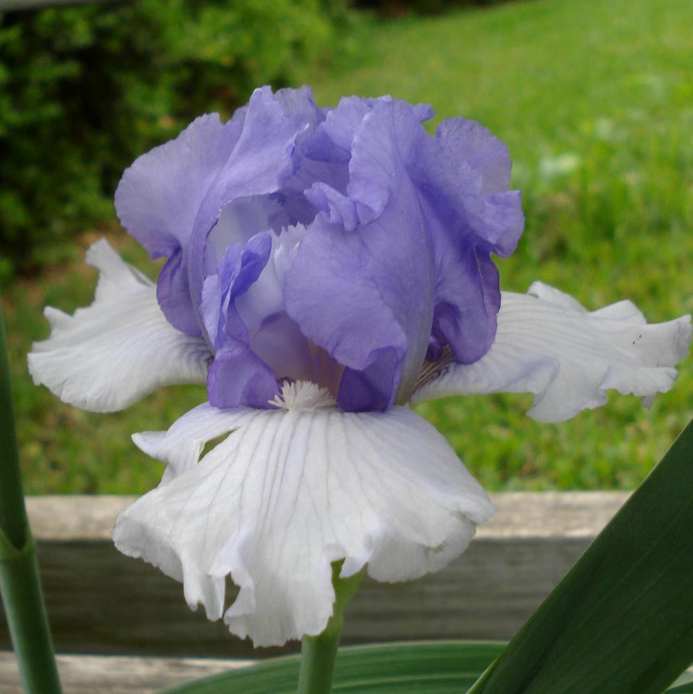 Photo of Tall Bearded Iris (Iris 'Ben's Finale') uploaded by lovemyhouse