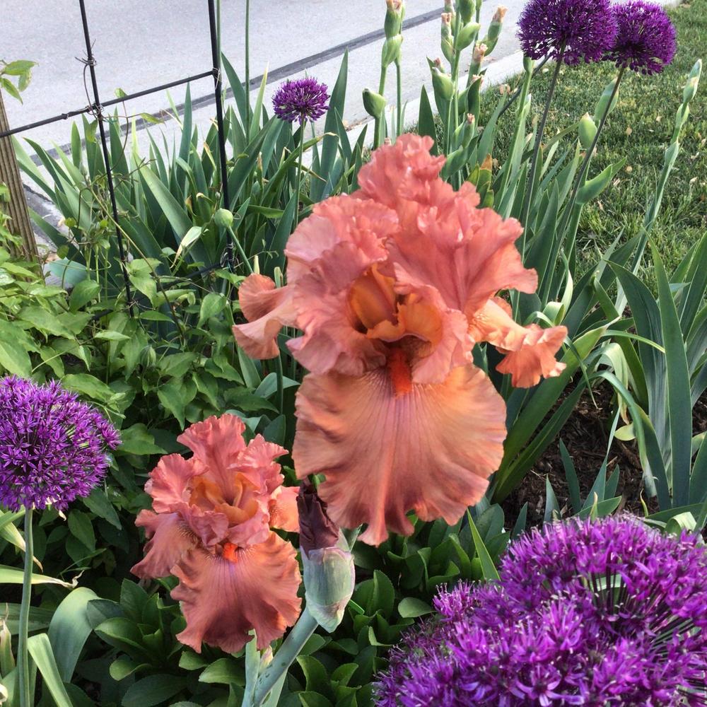 Photo of Tall Bearded Iris (Iris 'Rustle of Spring') uploaded by pilot4