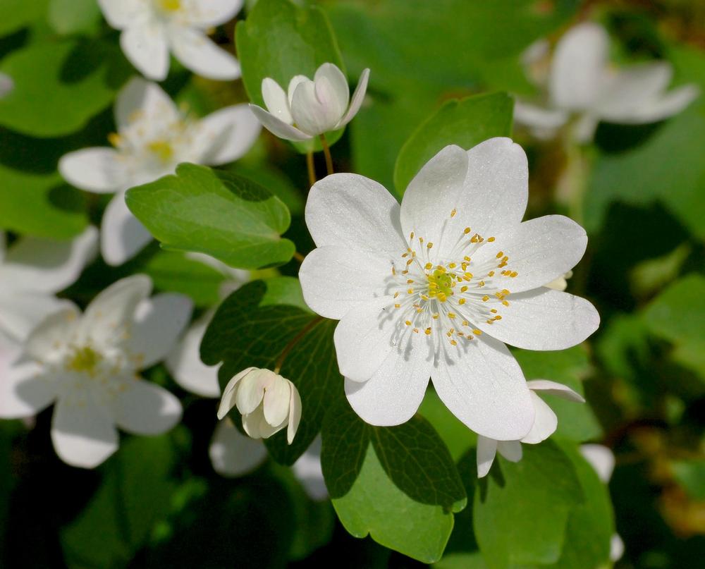 Photo of Rue Anemone (Thalictrum thalictroides) uploaded by scvirginia