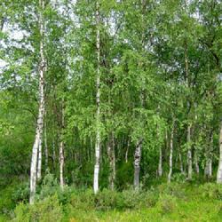Location: Inari wilderness, Finland
Date: 2006-07-31
photo by Percita via Wikimedia Commons: https://commons.wikimedia