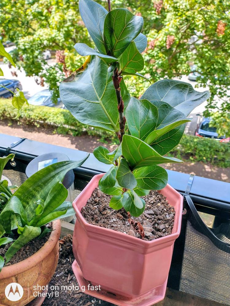 Photo of Fiddle Leaf Fig (Ficus lyrata) uploaded by Cheryl728