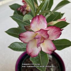 Location: Tampa, Florida
Date: 2022-04-25
This is only a 6 inches tall desert rose. First bloom is so adora