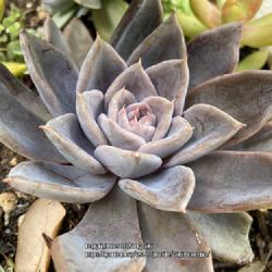 Location: Tampa, Florida
Date: 2022-04-25
My graptopetalum paraguayense peach, color change due to stress.