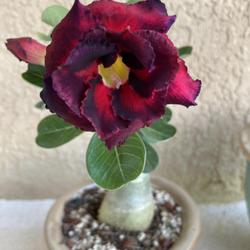 Location: Tampa, Florida
Date: 2022-04-26
My grafted desert rose.