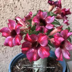 Location: Tampa, Florida
Date: 2022-04-26
Gorgeous blooms of my grafted desert rose, “also sold as Mhoung