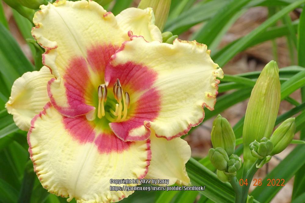 Photo of Daylily (Hemerocallis 'Special Ovation') uploaded by Seedfork