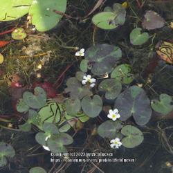 Location: Aberdeen, NC Pages Lake park
Date: April 26, 2022
Pygmy water lily #47 nn; LHB page 383. AG page 451, "Dedicated by