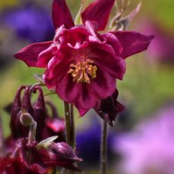 Location: Botanical Gardens of the State of Georgia...Athens, Ga
Date: 2022-04-21
Red Columbine 005
