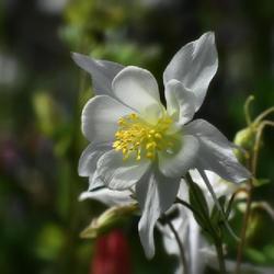Location: Botanical Gardens of the State of Georgia...Athens, Ga
Date: 2022-04-21
White Columbine 011