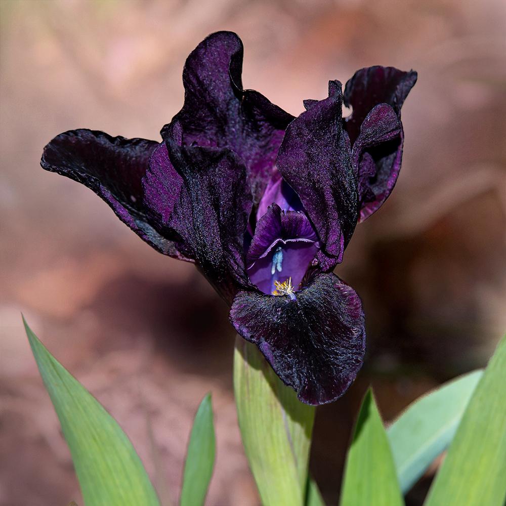 Photo of Miniature Dwarf Bearded Iris (Iris 'Black Stallion') uploaded by dirtdorphins