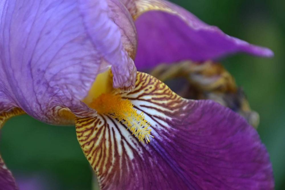 Photo of Tall Bearded Iris (Iris 'William A. Setchell') uploaded by shar4j