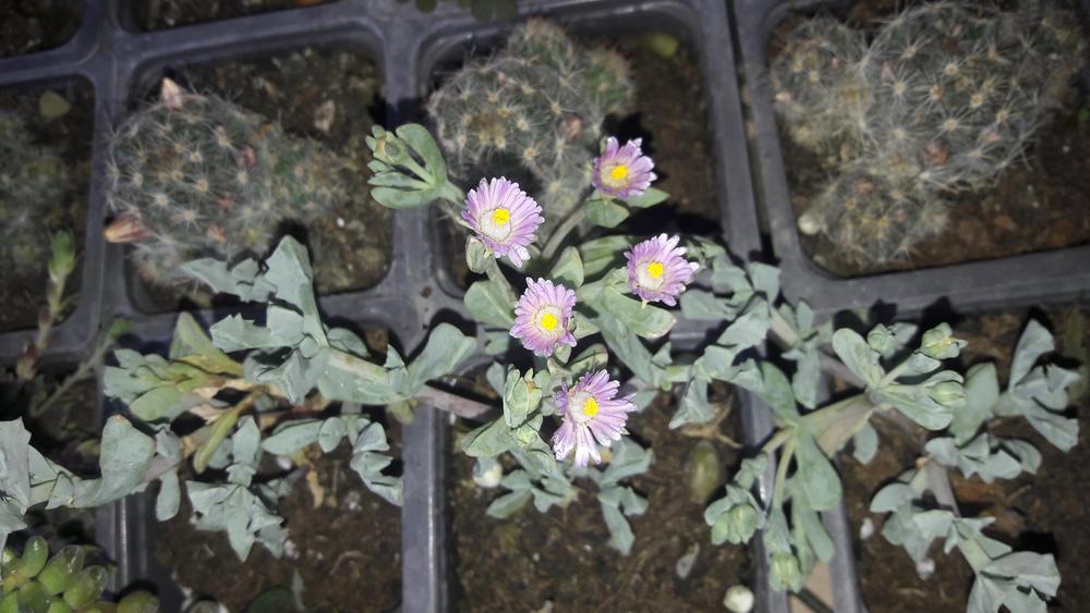 Photo of Pink Ice Plant (Oscularia deltoides) uploaded by skopjecollection