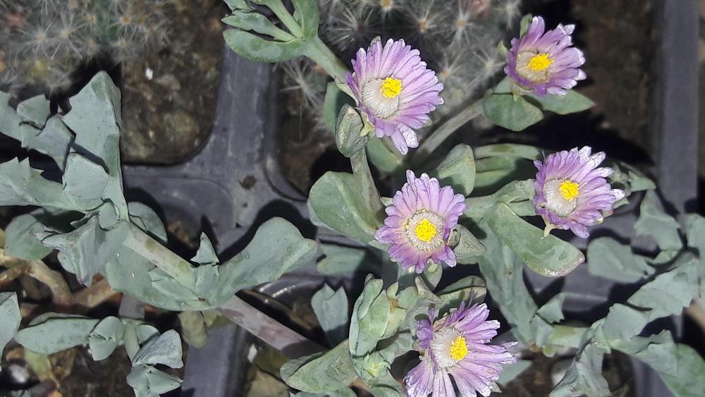 Photo of Pink Ice Plant (Oscularia deltoides) uploaded by skopjecollection