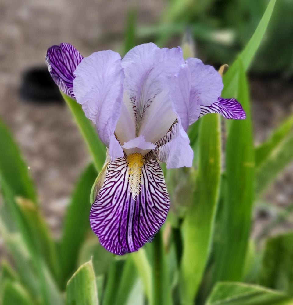 Photo of Tall Bearded Iris (Iris 'Neglecta') uploaded by Bitoftrouble