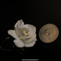 
Date: 2022-04-27
Bloom size - quarter for comparison.