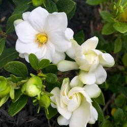 Location: Virginia
Date: 4/26/2022
New Gardenia to my collection.  Photo of bloom and buds.
