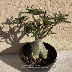 Location: Tampa, Florida
Date: 2022-04-24
My clearance rescue, seedgrown a true bonsai form, repotted!