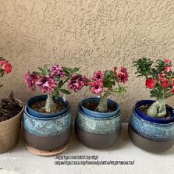 Location: Tampa, Florida
Date: 2022-04-24
My bonsai desert roses, they are less than 12 inches tall. 2 outs