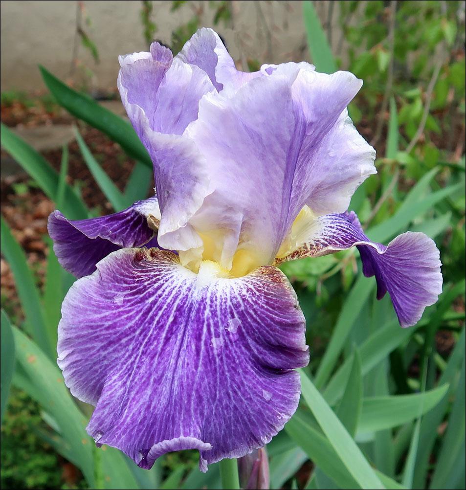 Photo of Tall Bearded Iris (Iris 'I I Stutter') uploaded by Polymerous