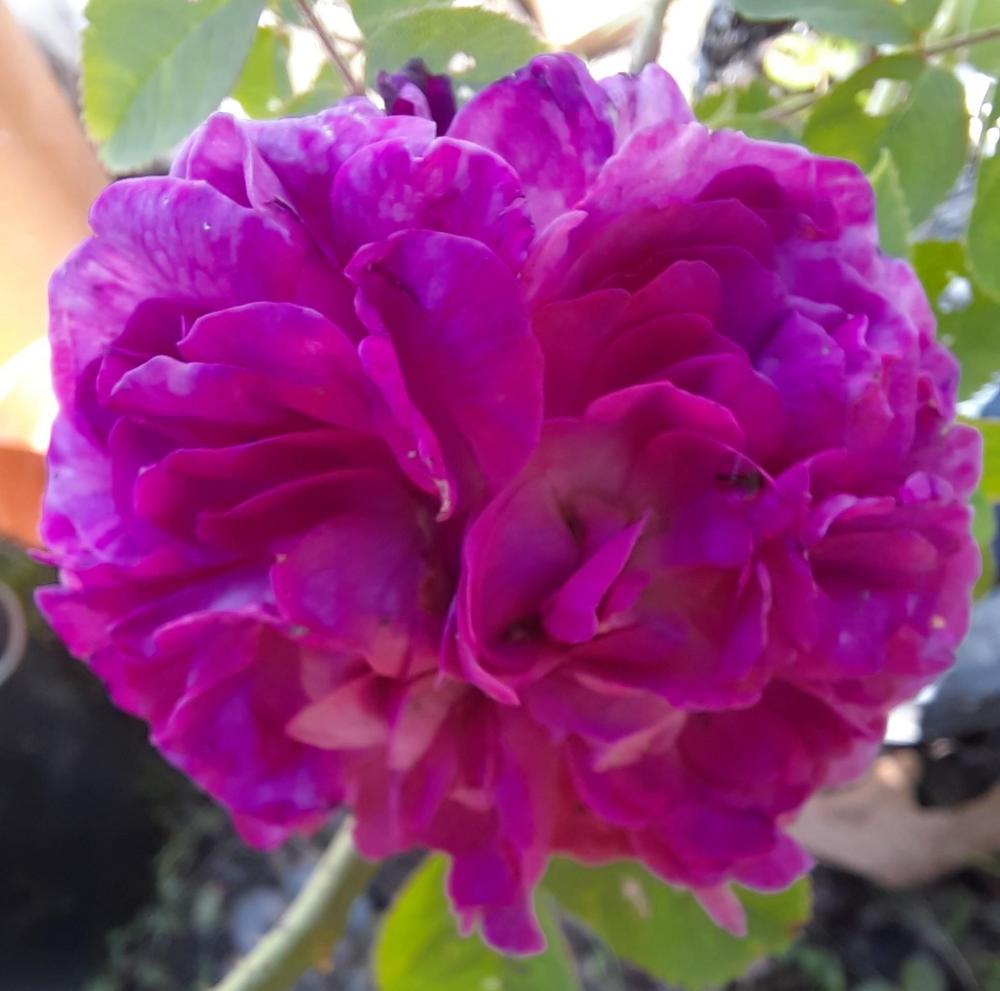 Photo of Rose (Rosa 'Reine des Violettes') uploaded by ShawnSteve