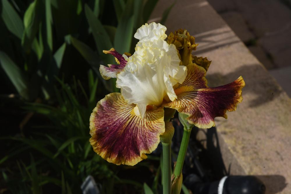 Photo of Tall Bearded Iris (Iris 'Sordid Lives') uploaded by cliftoncat