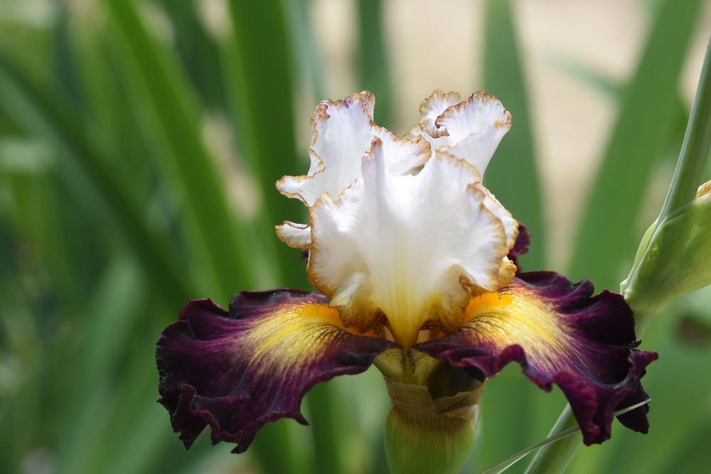 Photo of Tall Bearded Iris (Iris 'Superhero') uploaded by cliftoncat