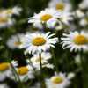 Field Of Daisies 008