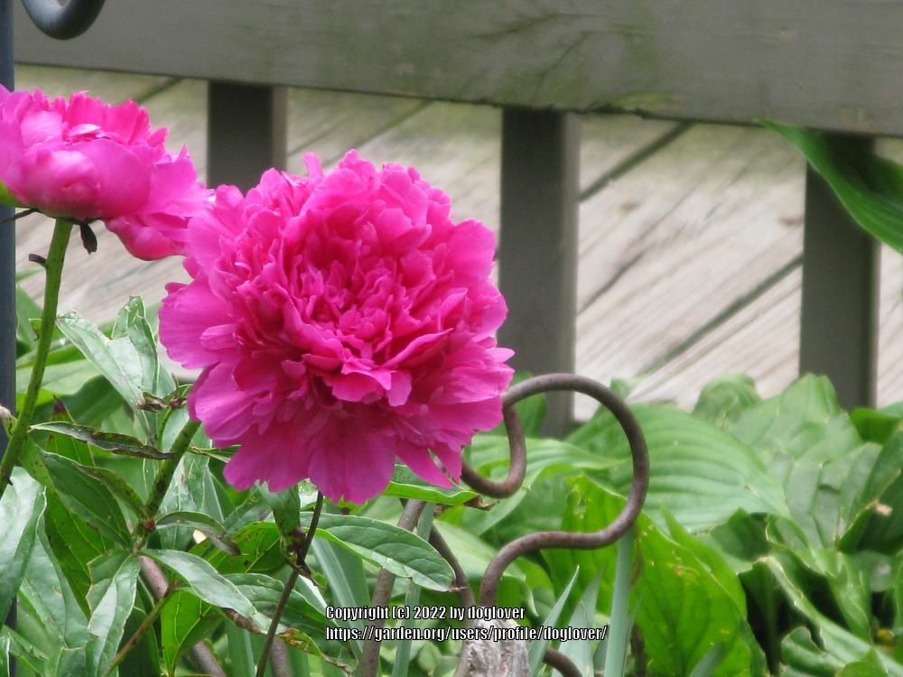 Photo of Chinese Peony (Paeonia lactiflora 'Felix Supreme') uploaded by doglover